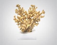 Objetos de Decoração